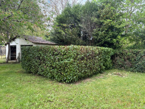 Photo de galerie - Taille de haie