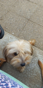 Photo de galerie - Chienne poil long couper 