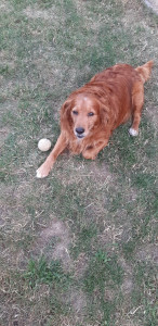 Photo de galerie - Chien garder 