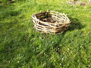 Photo de galerie - Réalisation possible de tressage de noisetier et/ou d'osier. En privilégiant ce qui est déjà sur place.