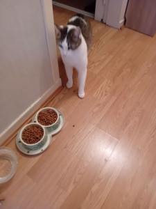 Photo de galerie - Nourrir câliner changée la litière 