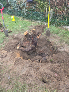 Photo de galerie - Désouchage manuel 1