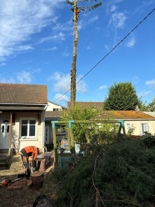 Photo de galerie - Abattage d’un sapin 