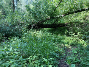 Photo de galerie - Elagage et coupe d'arbres