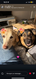 Photo de galerie - Les loulou de mon fils que je garde de temps en temps 