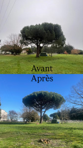 Photo de galerie - Rehaussage et nettoyage complet d’un pin parasol 