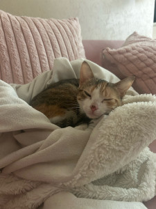 Photo de galerie - Tayna, adorable chatte que je garde régulièrement à mon domicile avec sa petite sœur 