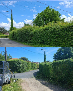 Photo de galerie - Transformation radicale : Taille & Restructuration de haies à Saint-Genis-Laval. Respect de la nature et préservation d’un nid d’oiseau. ?