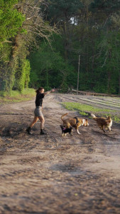 Photo de galerie - Garde chien