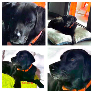 Photo de galerie - Garde chien