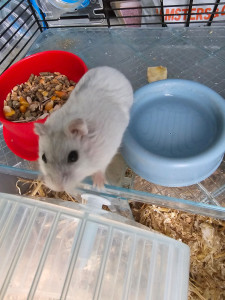 Photo de galerie - Lune ?  