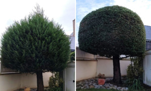 Photo de galerie - Taille de haies et d'arbustes