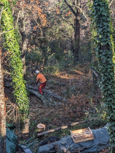 Photo de galerie - Elagage et coupe d'arbres