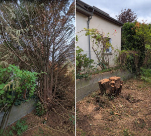 Photo de galerie - Abattage d'un arbre de 7m de haut 