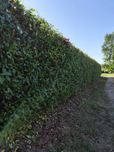 Photo de galerie - Taille de haies et d'arbustes