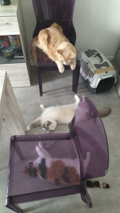 Photo de galerie - Garde chat