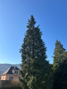 Photo de galerie - Elagage et coupe d'arbres