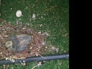 Photo de galerie - Enlèvement oiseau et son nid sur balcon