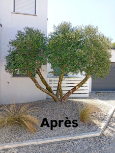 Photo de galerie - Après la Taille d'un Olivier 