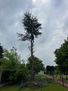 Photo de galerie - Abattage d’arbre sur le commune de gémeaux 