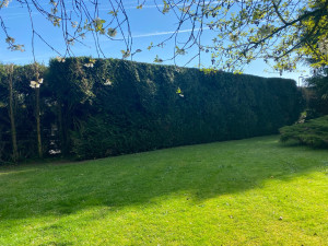 Photo de galerie - Taille de haies et d'arbustes