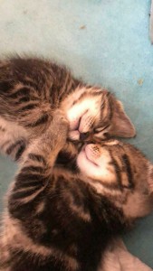 Photo de galerie - Garde animaux