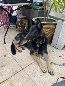 Photo de galerie - Garde chien réactif 