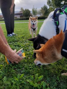 Photo de galerie - Garde chien