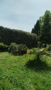 Photo de galerie - Taille de haies et d'arbustes