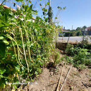 Photo de galerie - La ses des aricots que jes plantes ches moi ses une rasse un peu rare mes très bon 