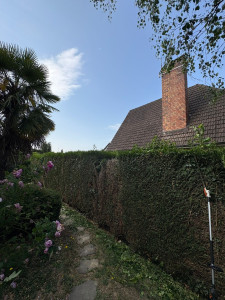 Photo de galerie - Taille de haies et d'arbustes