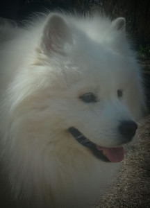 Photo de galerie - Garde chien