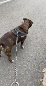 Photo de galerie - Promenade chien de gros gabarit 