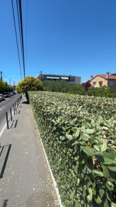 Photo de galerie - Taille de haies et d'arbustes