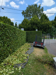 Photo de galerie - Laurier