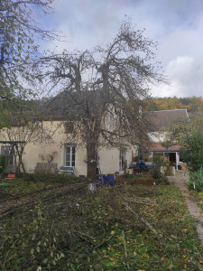 Photo de galerie - Taille de fruitier