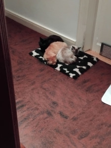 Photo de galerie - Très bon feeling avec les chats et les chiens !!