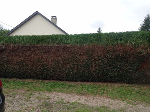 Photo de galerie - Taille de haies et d'arbustes