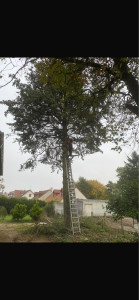 Photo de galerie - Abattage d’arbre de grande hauteur réalisé en toute sécurité : démontage contrôlé avec matériel adapté, respect de l’environnement et sécurisation complète de la zone d’intervention