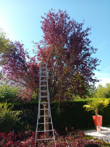 Photo de galerie - Elagage et coupe d'arbres