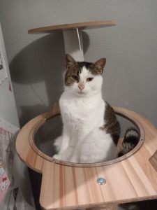 Photo de galerie - Garde animaux