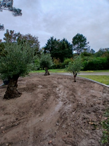 Photo de galerie - Plantations d'oliviers après nettoyage du terrain.!