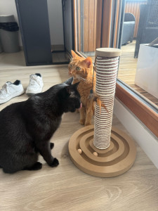 Photo de galerie - Garde chat