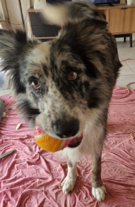 Photo de galerie - Garde chien