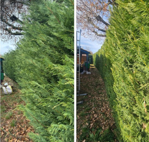 Photo de galerie - Taille de haies et d'arbustes