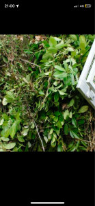 Photo de galerie - Déchets vert 