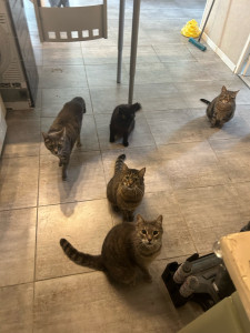 Photo de galerie - Visite à une tribu de 7 chats 