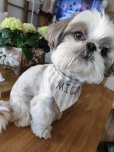 Photo de galerie - Tonte, coupe asiatique 