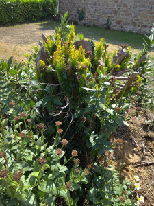 Photo de galerie - Dessouchage 