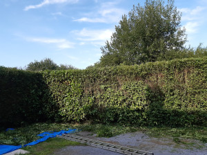 Photo de galerie - Taille de haies et d'arbustes